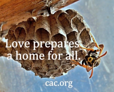 hive